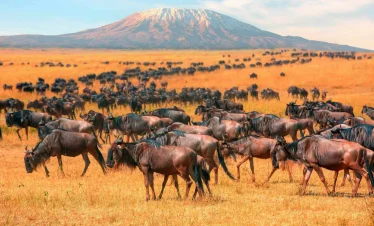 3 Day Kenya Safari at Amboseli National Park