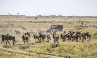 5-Day Majestic Maasai Mara, Lake Naivasha, and Aberdare Safari