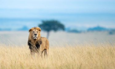 4 Day Maasai Mara and Lake Nakuru Safari in Kenya