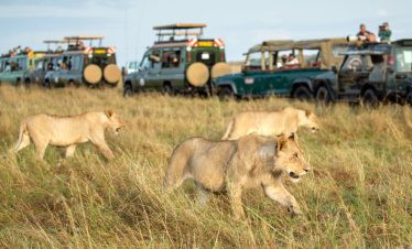 3 Day Classic Budget Maasai Mara Safari