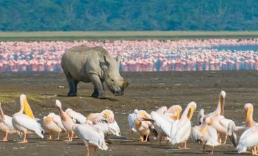5-Day Maasai Mara – Nakuru – Hell’s Gate Budget Safari